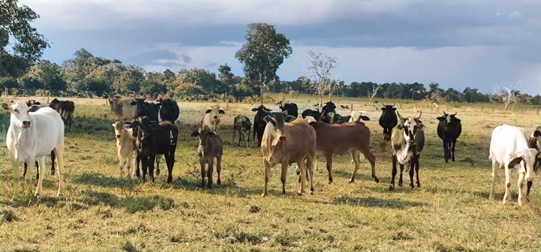 1ª VARA CÍVEL DO FORO DA COMARCA DE BIRIGUI/SP